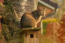 Cat sitting on birdhouse