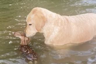 Dog and Fawn in water