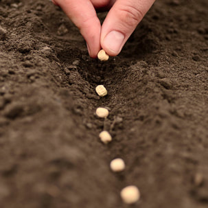 Picture of a hand, planting seeds in a row in dirt