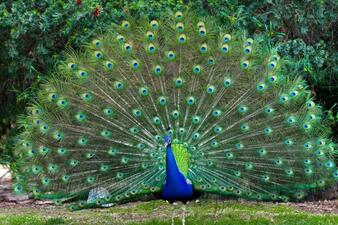 Picture of a peacock
