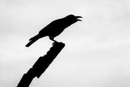 Outline of a crow on a branch