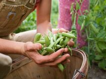Person holding snap peas