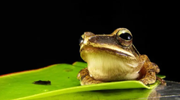 frog sitting on lilly leaf