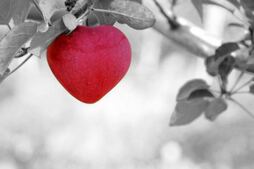Heart shaped apple 