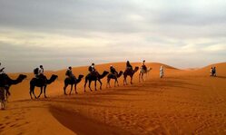 pack of camels walking in desert 