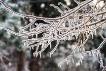Ice sickles on tree branches 