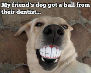 Picture of a dog with a teeth ball in his mouth.