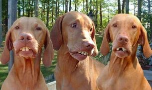 Picture of three coon dogs with numb lips and bad teeth.