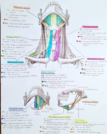 Photo of dental anatomy with handwritten student notes around it