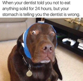 Dental joke - dog who can't eat after extractions looking at camera shocked.