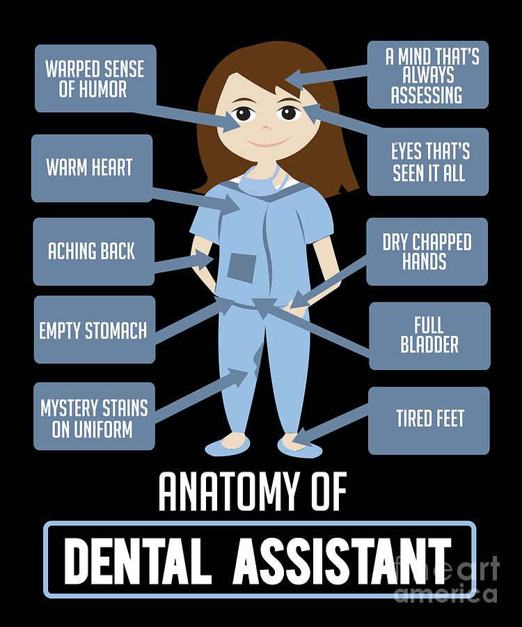 Picture of anatomy of a dental assistant.