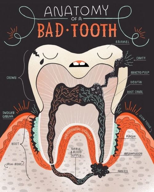 Picture of anatomy of a tooth