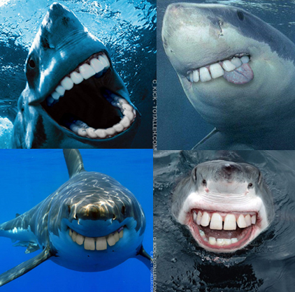 Picture of sharks with human teeth