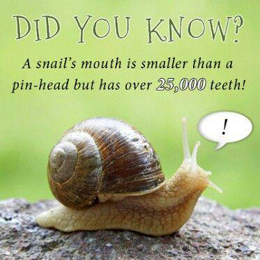 Picture of a snail with the dental fact - a snails mouth is smaller than a pin head but they have over 25,000 teeth.